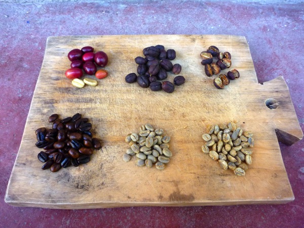 coffee berries in their different processing stages